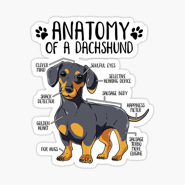 Artikel-Vorschau von Lustige Dackel-Anatomie-Hundeliebhaber-Wiener-Hund-niedlicher Doxie, designt und verkauft von lanynx design.