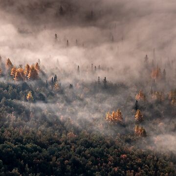 Artwork thumbnail, Autumn treetops in the mist by wrygiel