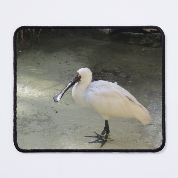 Item preview, Royal spoonbill designed and sold by greentiger1.