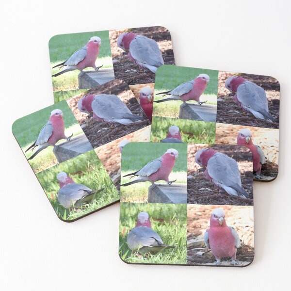 Item preview, Study of a Galah designed and sold by Digitaldingo.