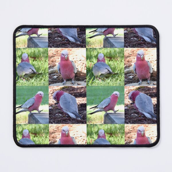 Item preview, Study of a Galah designed and sold by Digitaldingo.