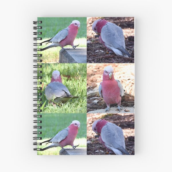 Item preview, Study of a Galah designed and sold by Digitaldingo.