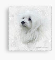 Snowdrop the Maltese Canvas Print