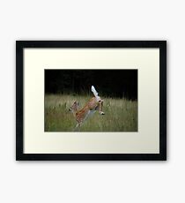 White-Tailed Framed Print