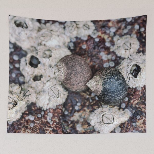 Item preview, Periwinkles and Barnacles on a rock designed and sold by Roger Porter Photography.