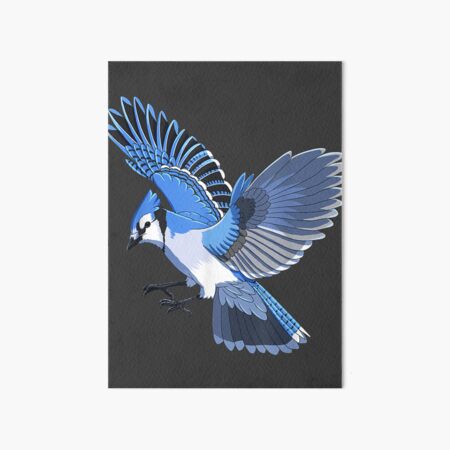 Flying Blue Jay, Painting by Paintispassion