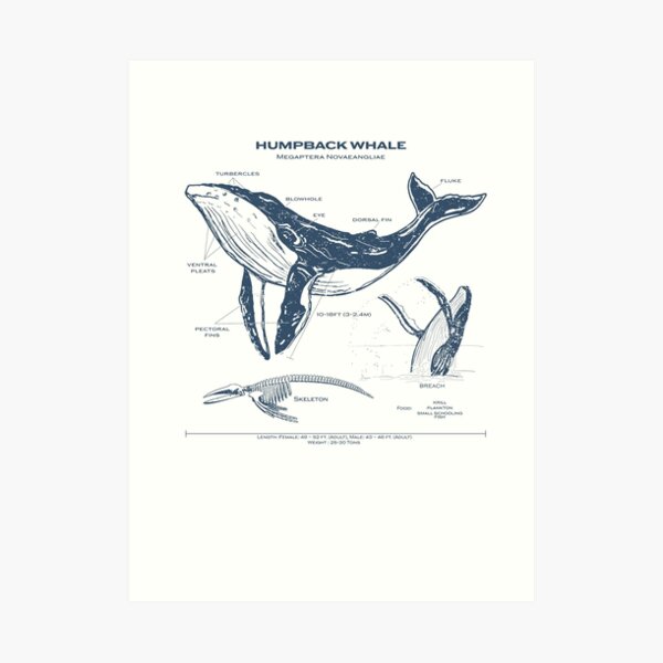 "Humpback Whale anatomy skeletal system breaching whale " Art Print for