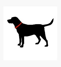 Labrador Retriever, Black Lab Photographic Print