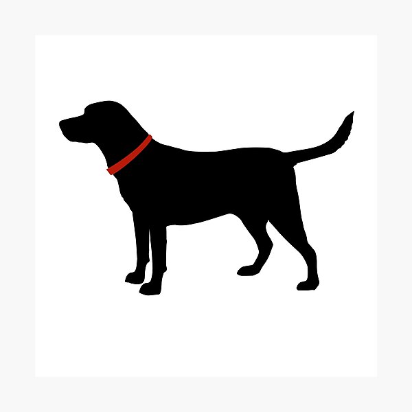 Labrador Retriever, Black Lab Photographic Print
