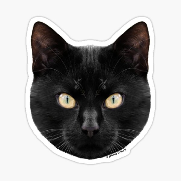 Seriously? 😼 Suspicous Felini Kitty Cat Emoji Sticker Raised Eyebrow