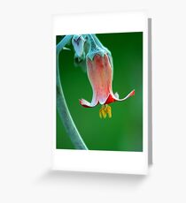 Colour magnified Greeting Card
