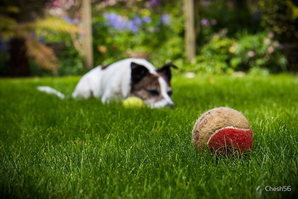 dog obsessed with ball