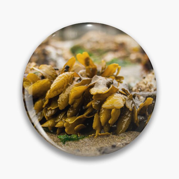Artikelvorschau, PNW Puget Sound Rockweed Seaweed entworfen und verkauft von RoguePixel.