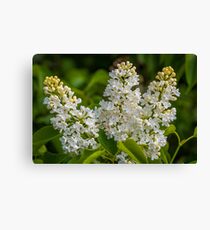 Flower macro Canvas Print