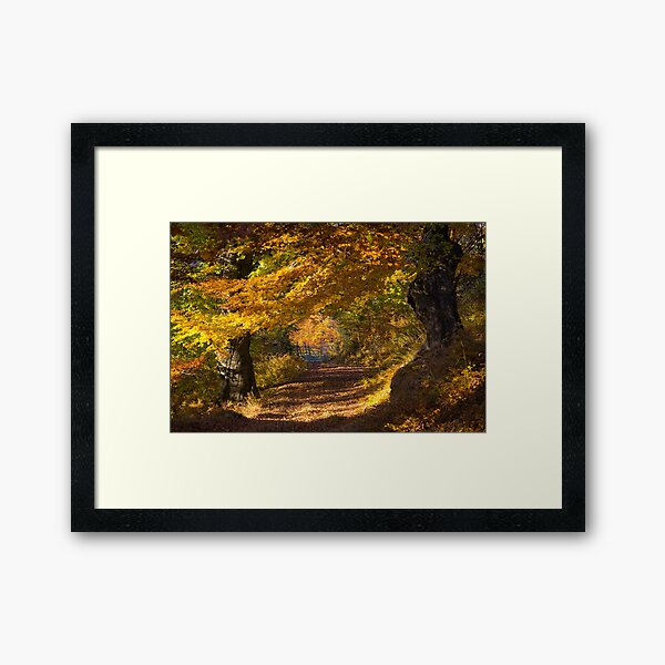 Autumn colors in the forest Framed Art Print