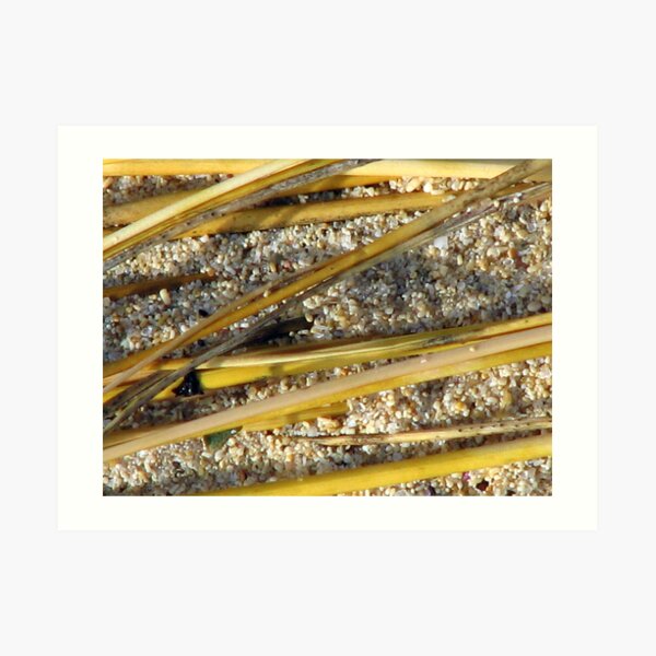 Beach Bamboo Art Print
