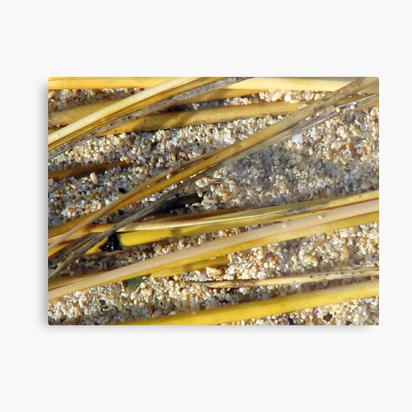 Beach Bamboo Metal Print
