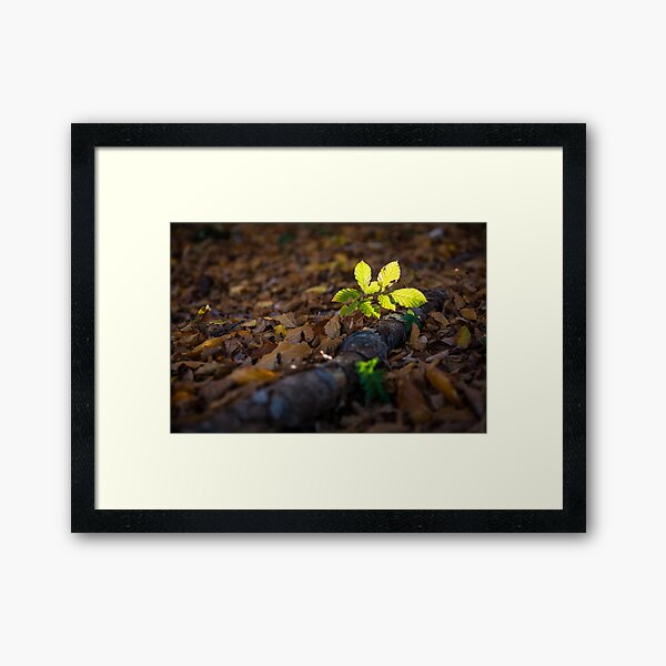 Small leaves in the light Framed Art Print