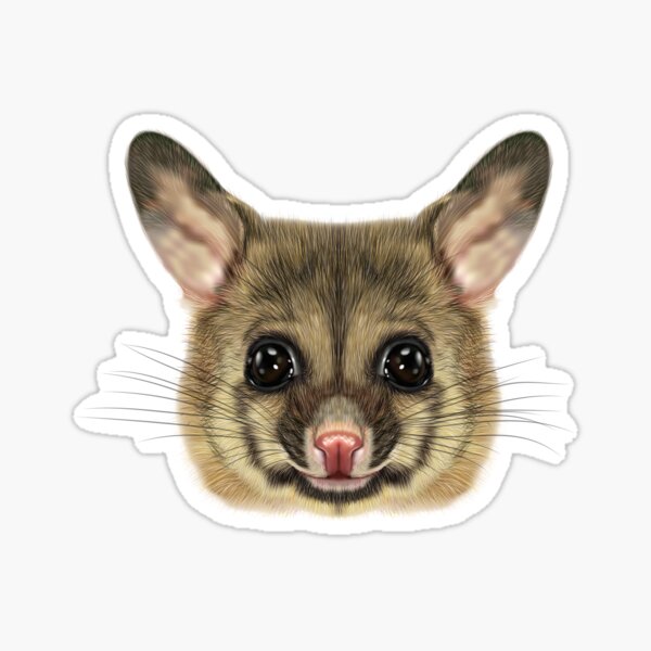 Artikel-Vorschau von Illustriertes Porträt des allgemeinen Bürstentopossums., designt und verkauft von messer16.
