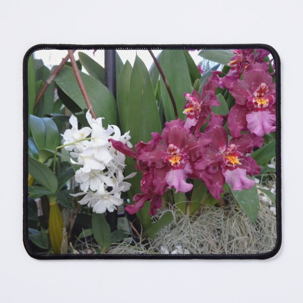 Item preview, Orchids 2 designed and sold by GardenArtworks.