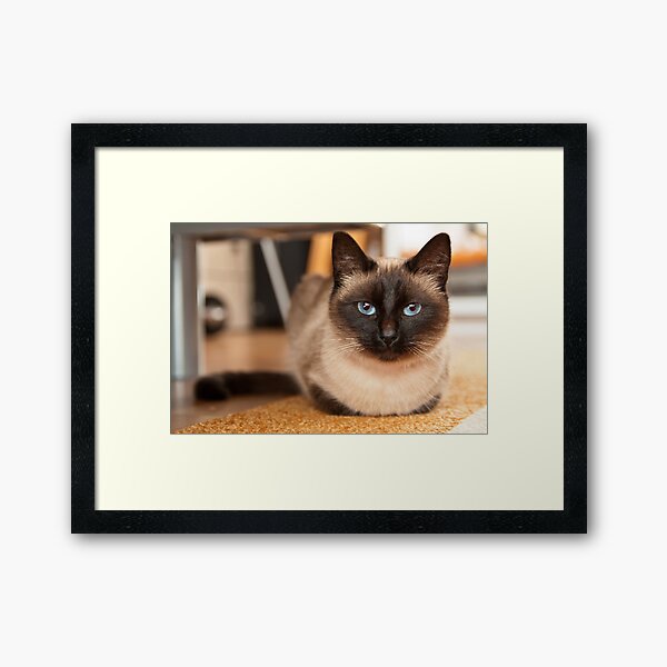 Siamese Cat Framed Art Print