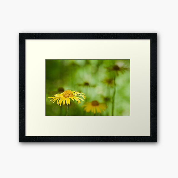 Yellow Marguerite Framed Art Print