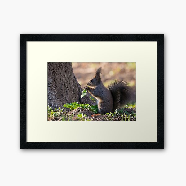 Squirrel eating dandelion leaves Framed Art Print
