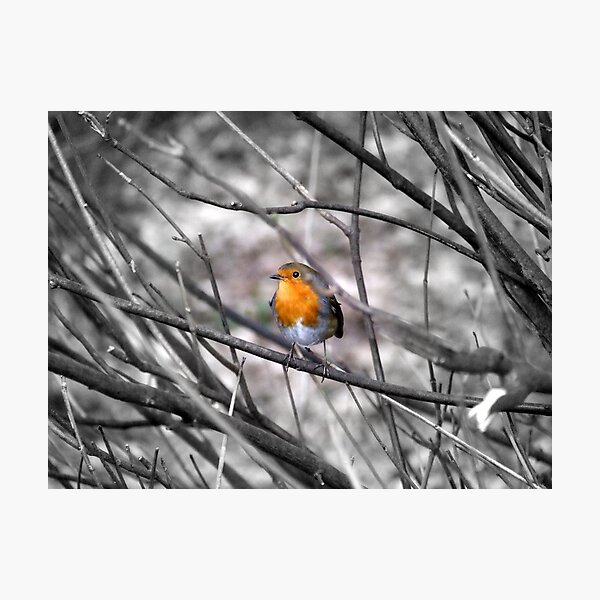 Item preview, Robin designed and sold by barnsleysteve.