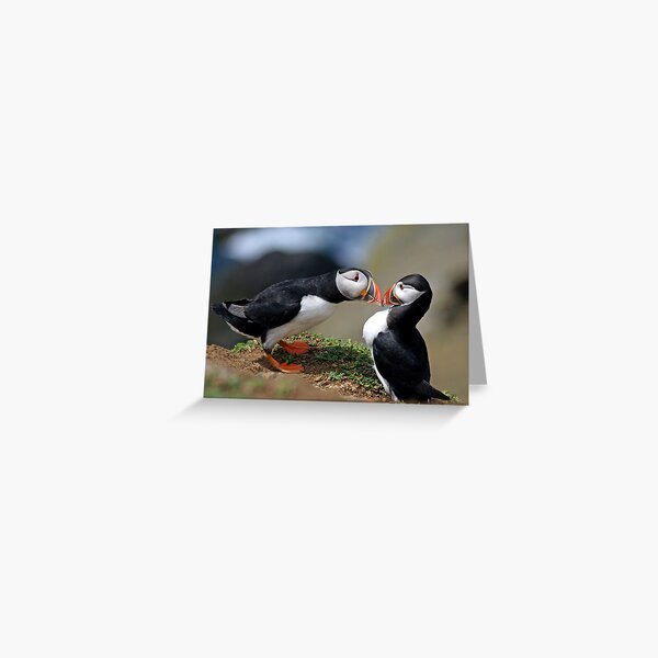 Puffin Courtship Greeting Card