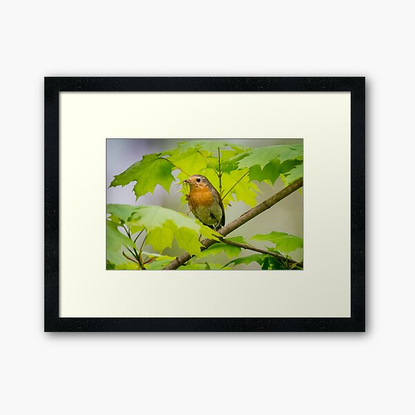 European robin Erithacus rubecula Framed Art Print