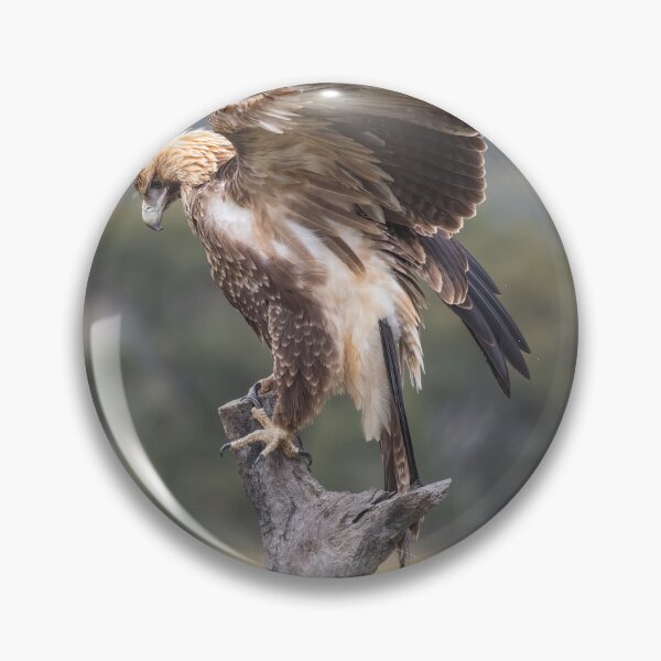 Item preview, Juvenile Wedge-Tailed eagle designed and sold by Kym Bradley.