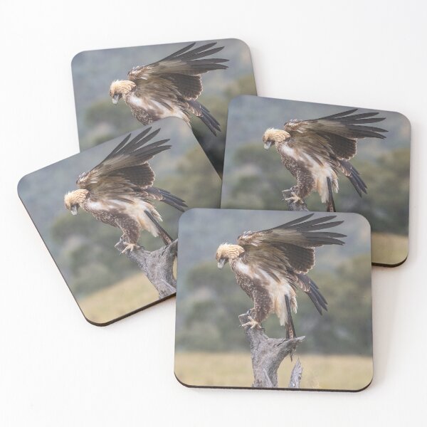 Item preview, Juvenile Wedge-Tailed eagle designed and sold by Kym Bradley.