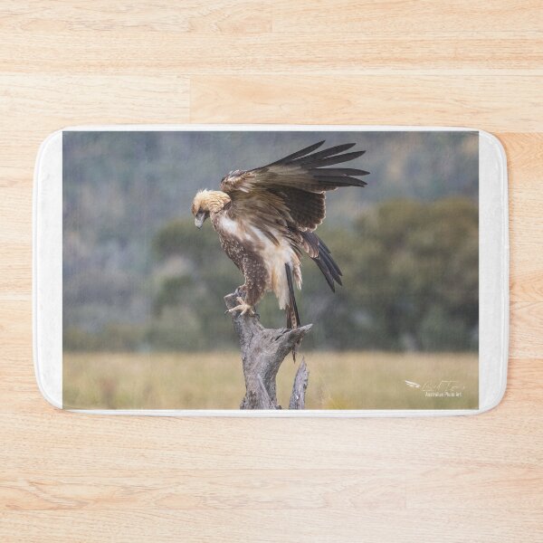 Item preview, Juvenile Wedge-Tailed eagle designed and sold by Kym Bradley.