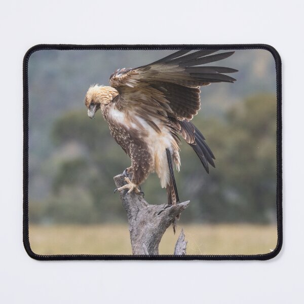 Item preview, Juvenile Wedge-Tailed eagle designed and sold by Kym Bradley.