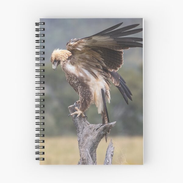 Item preview, Juvenile Wedge-Tailed eagle designed and sold by Kym Bradley.