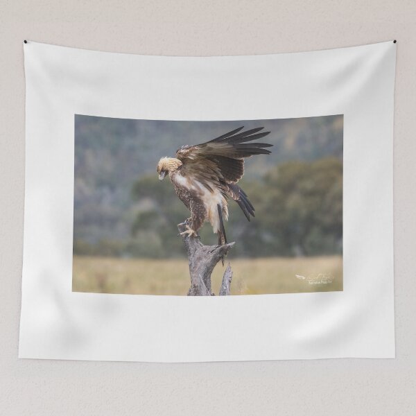 Item preview, Juvenile Wedge-Tailed eagle designed and sold by Kym Bradley.
