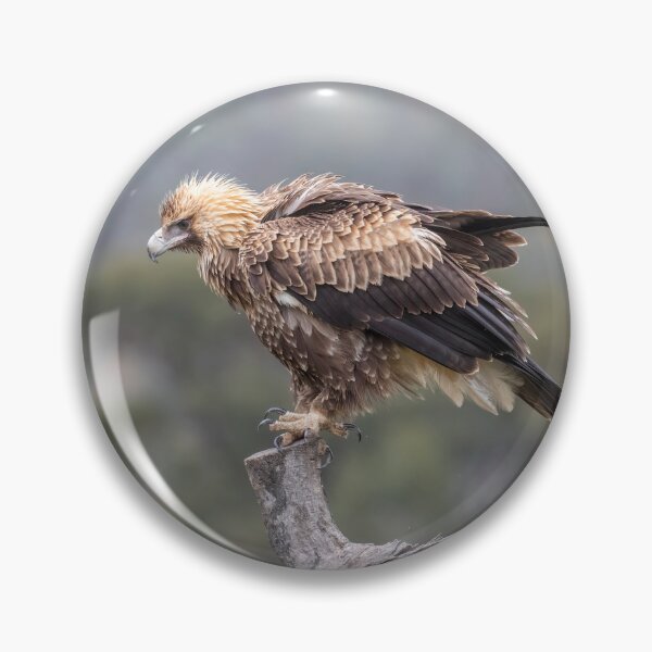 Item preview, Juvenile Wedge-Tailed eagle No 2 designed and sold by Kym Bradley.