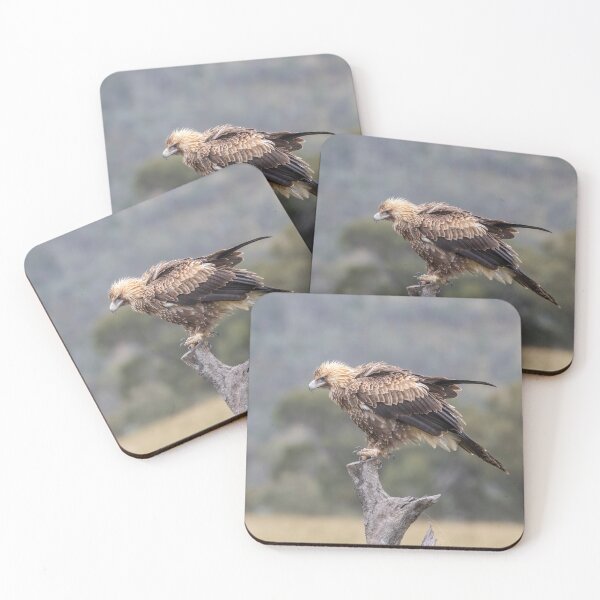 Item preview, Juvenile Wedge-Tailed eagle No 2 designed and sold by Kym Bradley.