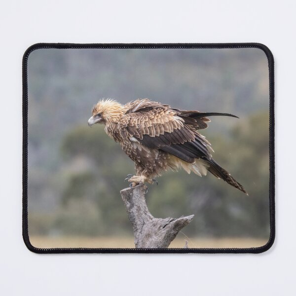 Item preview, Juvenile Wedge-Tailed eagle No 2 designed and sold by Kym Bradley.