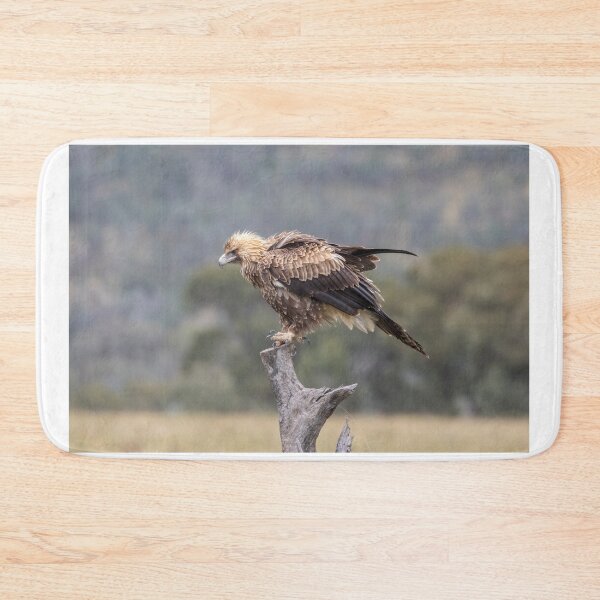 Item preview, Juvenile Wedge-Tailed eagle No 2 designed and sold by Kym Bradley.