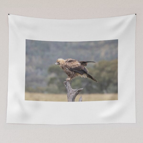 Item preview, Juvenile Wedge-Tailed eagle No 2 designed and sold by Kym Bradley.