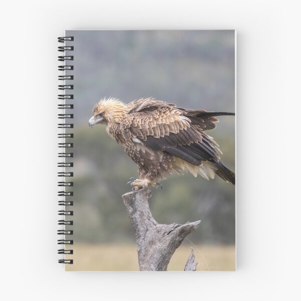 Item preview, Juvenile Wedge-Tailed eagle No 2 designed and sold by Kym Bradley.