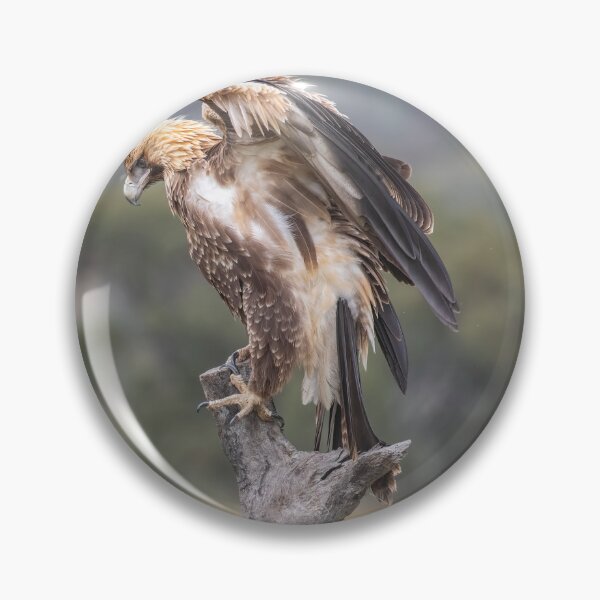Item preview, Juvenile Wedge-Tailed eagle no 3 designed and sold by Kym Bradley.