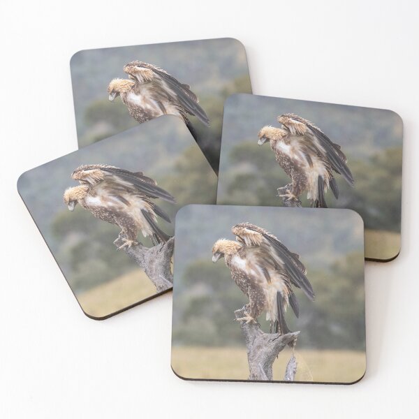 Item preview, Juvenile Wedge-Tailed eagle no 3 designed and sold by Kym Bradley.