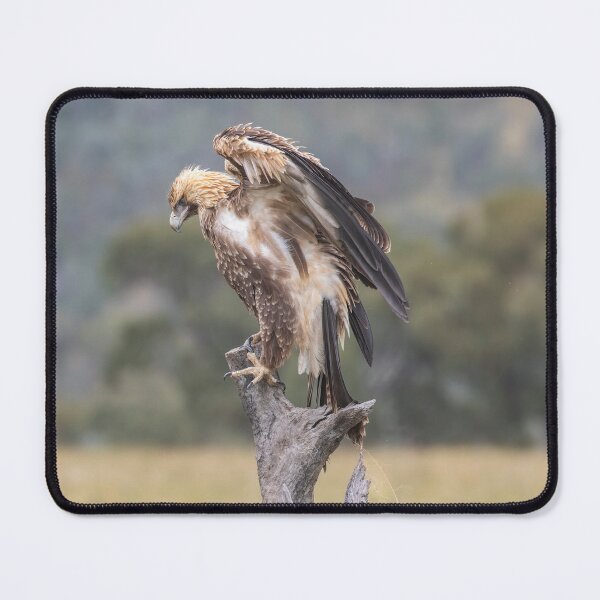 Item preview, Juvenile Wedge-Tailed eagle no 3 designed and sold by Kym Bradley.