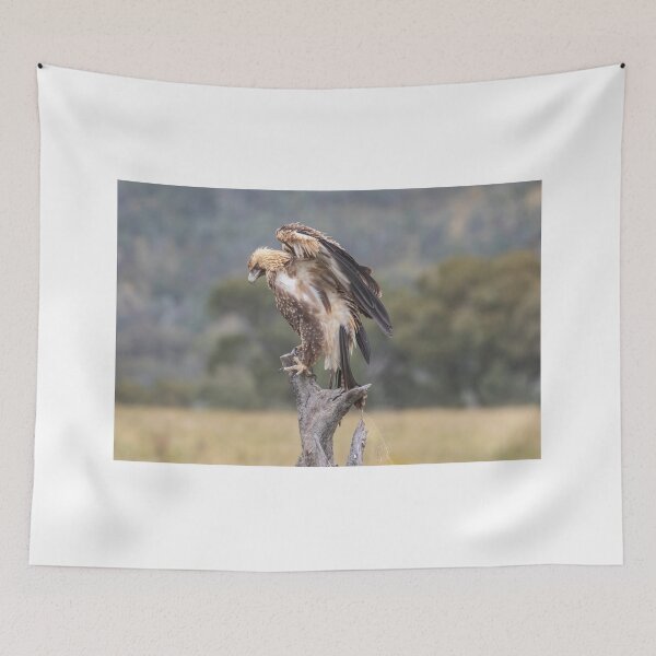 Item preview, Juvenile Wedge-Tailed eagle no 3 designed and sold by Kym Bradley.