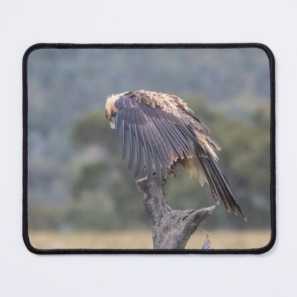 Item preview, Juvenile Wedge-Tailed eagle no 4 designed and sold by Kym Bradley.