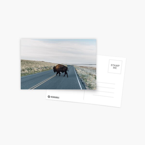Seldom is Herd Postcard