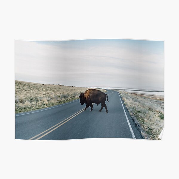Seldom is Herd Poster