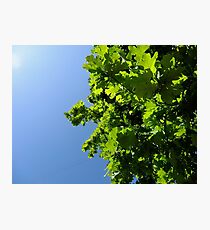 Lush Leafy Green Photographic Print